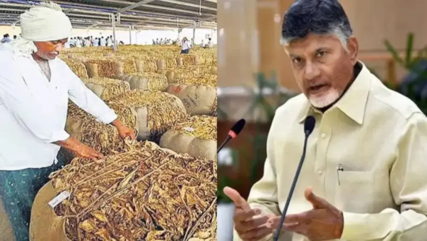 AP Tobacco farmers Minister Atchannaidu announces interest-free loans of 50 000 for tobacco farmers AP Tobacco farmers Minister Atchannaidu announces interest-free loans of 50 000 for tobacco farmers
