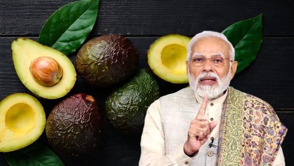 PM Modi Praises Avocado Farmers How South Indian Farmers Turn Foreign Fruit Into a Big Profit Business PM Modi Praises Avocado Farmers How South Indian Farmers Turn Foreign Fruit Into a Big Profit Business