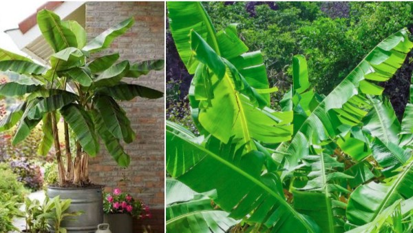 Banana Tree Vastu for Good Living Guidance Where to Plant and Where Not to avoid Vruksha Vedha