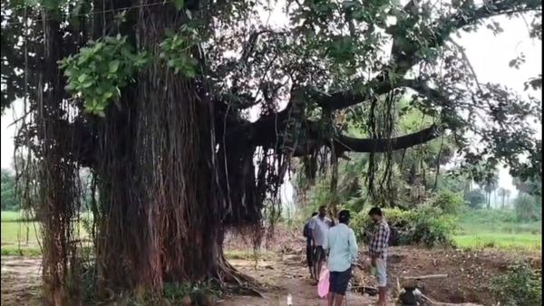 Miracle in Mahabubabad Banyan Tree Yields Sweet Toddy Near Bayyaram Tahsildar Office Lake