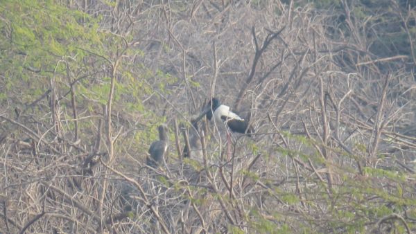 Rare Black Necked Storks Find Safe Haven Exceptional 100 Breeding Success Recorded in Gujarat s Ramsar Site Rare Black Necked Storks Find Safe Haven Exceptional 100 Breeding Success Recorded in Gujarat s Ramsar Site
