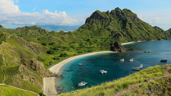 Desecheo Island Restored How Eradicating Invasive Black Rats Saved Rare Wildlife and Native Cactus Desecheo Island Restored How Eradicating Invasive Black Rats Saved Rare Wildlife and Native Cactus
