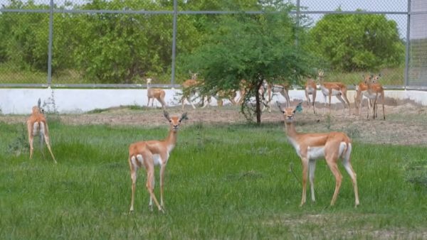 Ecological Milestone 20 Blackbucks Rewilded into Banni Grasslands of Kutch on Independence Day