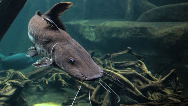 German Fisherman Released Thousands Of Catfish In Spain River 50 Years Ago Creating Ecological Time Bomb