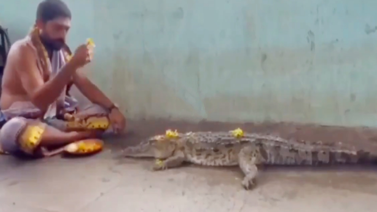 Viral Video: వానలకోసం మొసలికి పూజలు చేసిన పురోహితుడు.. వీడియో వైరల్