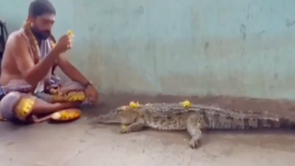 crocodile latest A priest worshiped a crocodile for rain in Jogulamba Gadwala district Video viral crocodile latest A priest worshiped a crocodile for rain in Jogulamba Gadwala district Video viral