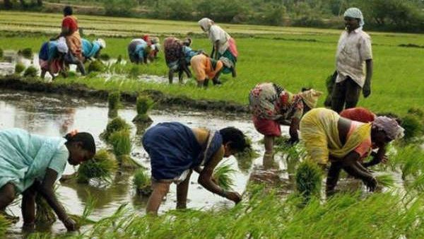 India Monsoon Update 2026 Heavy Rains Boost Kharif Crops Despite Regional Deficits and El Nino Risks