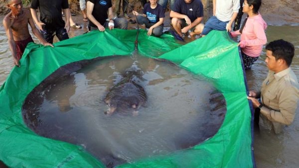 Guinness World Record Freshwater Fish 300kg Giant Stingray Found in Cambodia Mekong River Sets Record