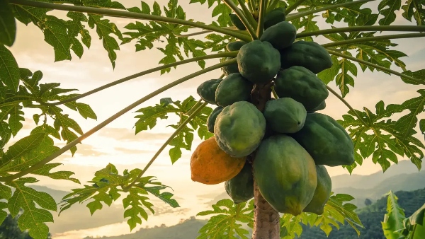 Health tips health benefits with riped papaya raw papaya and papaya leaves this is the best fruit for health