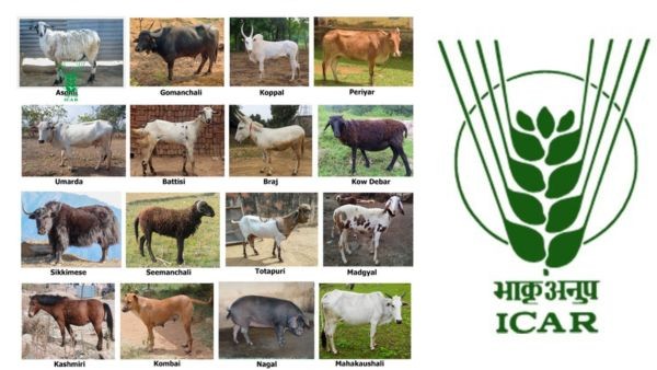 ICAR Adds 16 New Indigenous Livestock Breeds Expanding India s Genetic Resources Count to 262