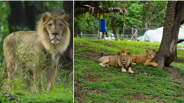 Inside the Nehru Zoological Park Lions Program Ahead of World Lion Day Keepers Explain Daily Big Cat Care Inside the Nehru Zoological Park Lions Program Ahead of World Lion Day Keepers Explain Daily Big Cat Care