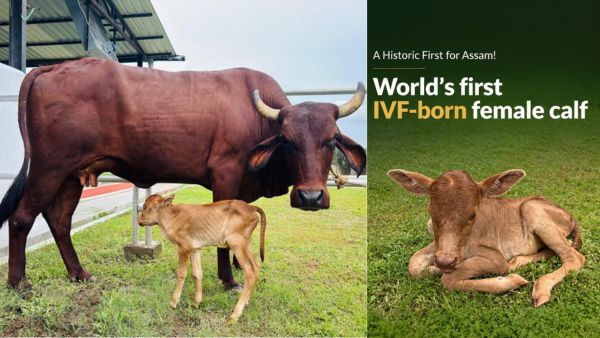 World s First IVF Lakhimi Cow Calf Born in Assam Chief Minister Himanta Biswa Sarma Hails Historic Milestone