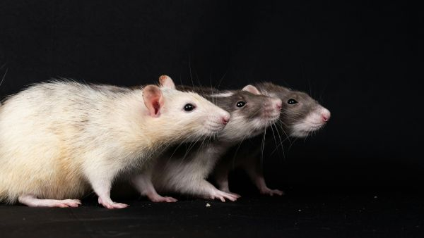 Japanese Scientists Create Fertile Female Clones From Male Mouse Cells Using CRISPR Y-CUT Technique