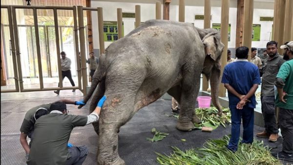 Miraculous Rescue Of Joymoti 53-Year-Old Injured Elephant Airlifted To Vantara For Lifesaving Care Miraculous Rescue Of Joymoti 53-Year-Old Injured Elephant Airlifted To Vantara For Lifesaving Care