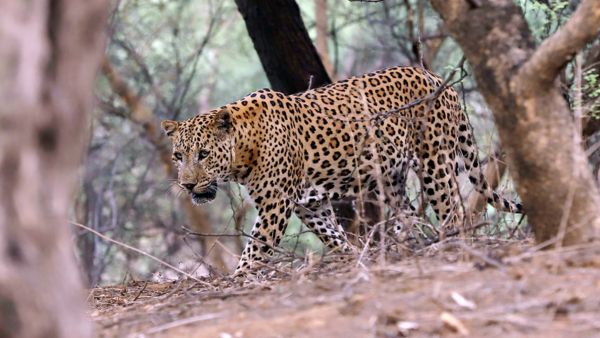 India Launches New Action Plan To Protect Rare Clouded Leopards Across Northeast Wildlife Landscapes India Launches New Action Plan To Protect Rare Clouded Leopards Across Northeast Wildlife Landscapes