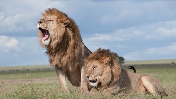 World Lion Day Special Gujarat Forest Department Sets Up 100-Hectare Zone For Problematic Lions World Lion Day Special Gujarat Forest Department Sets Up 100-Hectare Zone For Problematic Lions