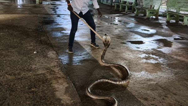 Rare Black Cobra Appears at Mahanandi Temple Darshan Counter Panic Among Devotees Before Safe Capture Rare Black Cobra Appears at Mahanandi Temple Darshan Counter Panic Among Devotees Before Safe Capture