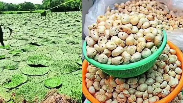 Makhana cultivation Telangana shows interest in Makhana cultivation Collaboration with Bihar