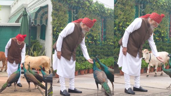 PM Narendra Modi Shares Heartwarming Morning Video with Peacocks and Cows Ahead of Independence Day PM Narendra Modi Shares Heartwarming Morning Video with Peacocks and Cows Ahead of Independence Day