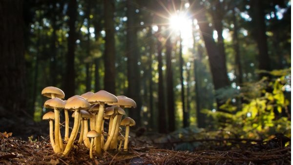 Secret World of Monsoon Fungi How Tiny Forest Mushrooms Keep India Ecosystems Healthy and Alive Secret World of Monsoon Fungi How Tiny Forest Mushrooms Keep India Ecosystems Healthy and Alive