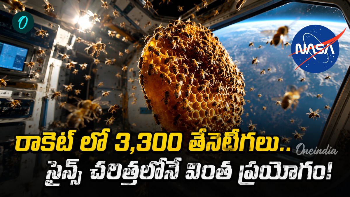 1984లోనే నాసా వినూత్న ప్రయోగం..  అంతరిక్షంలోనూ తేనెపట్టు