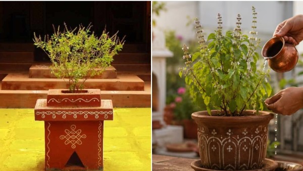 Never Keep These Things Around Tulsi as per Vastu Says Avoid it Stop Negative Energy at Home Better Never Keep These Things Around Tulsi as per Vastu Says Avoid it Stop Negative Energy at Home Better