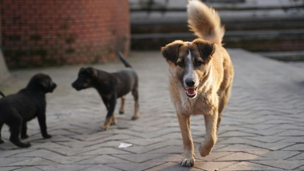 North Korea Urges Citizens To Eat Dog Meat Soup To Fight Sweltering Heatwave As Temperatures Soar North Korea Urges Citizens To Eat Dog Meat Soup To Fight Sweltering Heatwave As Temperatures Soar