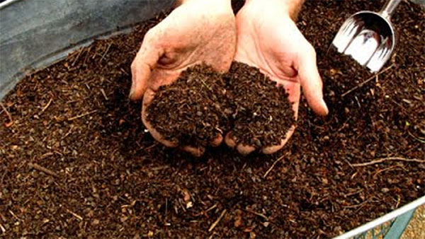 Organic fertilizer from water hyacinth AP women are creating wealth from waste