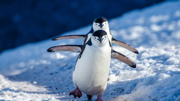 Massive 14km Iceberg Blocks Antarctic Penguin Colony Route Causes Shocking 69 Percent Drop in Chicks