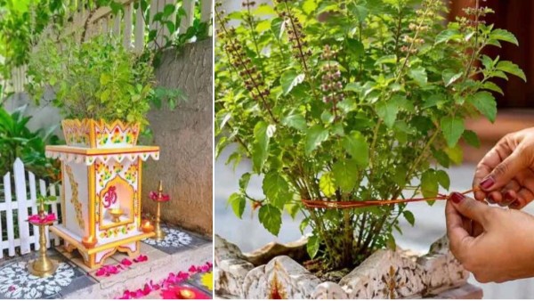 Plant Tulsi on these day and this directions for Maximum Auspiciousness and Blessings as per vastu Plant Tulsi on these day and this directions for Maximum Auspiciousness and Blessings as per vastu