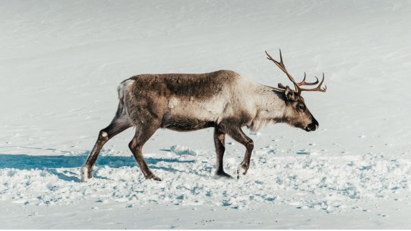 29 Reindeer Skyrocketed to 6 000 and Extinct The Shocking Ecological Disaster of St Matthew Island