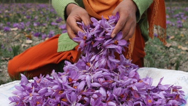 saffron farming in chintapalli AP Horticulture Dept pilot project for saffron farming in manyam saffron farming in chintapalli AP Horticulture Dept pilot project for saffron farming in manyam