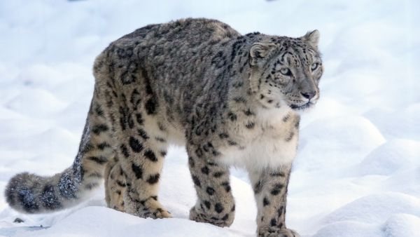 Snow Leopards in Himalayas Roam Across India Nepal and China Borders Challenging Protection Plans Snow Leopards in Himalayas Roam Across India Nepal and China Borders Challenging Protection Plans