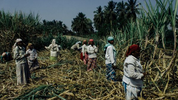 Sugar Stock Limit Tightened India Cuts Inventory Rules to 15 Days as Festive Prices Hit Record Highs
