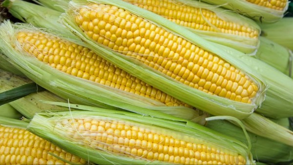 Sweet Corn Health Benefits Rich Source of Nutrients provides essential vitamins minerals and fiber Sweet Corn Health Benefits Rich Source of Nutrients provides essential vitamins minerals and fiber