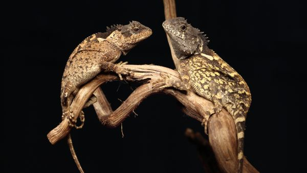 Real-Life Dragon Discovered in Thailand Scientists Name New Lizard Species After House of the Dragon Real-Life Dragon Discovered in Thailand Scientists Name New Lizard Species After House of the Dragon