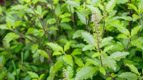 tulasi-leaves-on-an-empty-stomach-may-support-overall-health-promote-heart-health-here-the-suggetio
