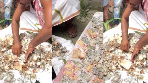 Uttar Pradesh Woman Hides Rs 12 Lakh From Husband Rats Destroy Savings Video Goes Viral Uttar Pradesh Woman Hides Rs 12 Lakh From Husband Rats Destroy Savings Video Goes Viral