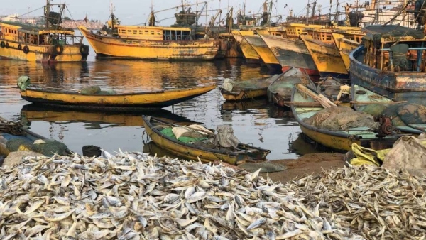 visakhapatnam fish micro plastics Andhra University study finds microplastics in fish from Visakhapatnam coast