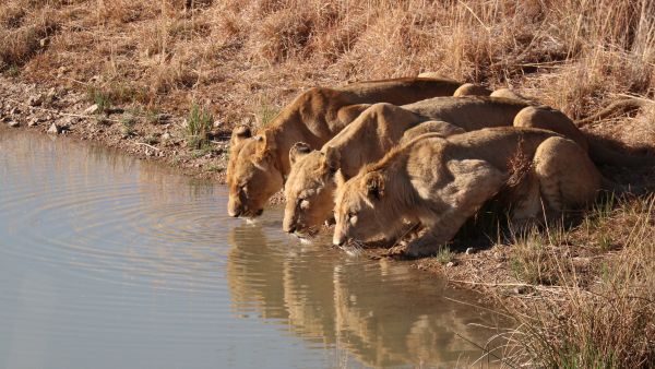 Asiatic Lions Return to Barda Forest After 143 Years as Gujarat Government Reorganises Forest Division
