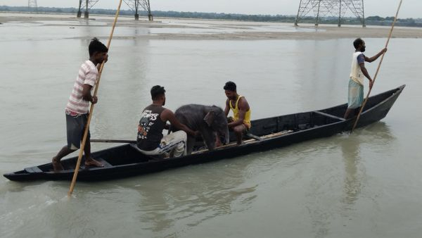 Heartwarming Rescue Drowning Baby Elephant Saved From Teesta River and Reunited With Mother Elephant Heartwarming Rescue Drowning Baby Elephant Saved From Teesta River and Reunited With Mother Elephant