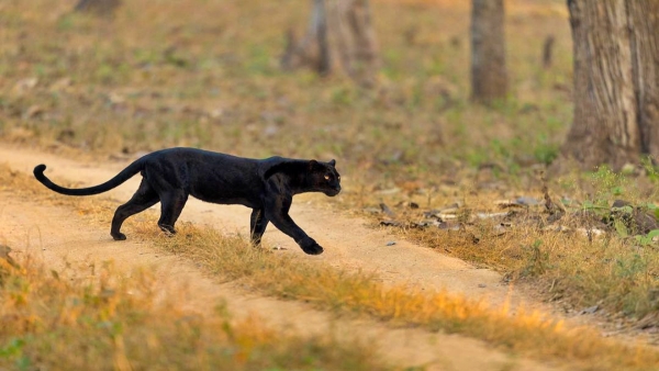 blackpanther Here are six places in India where you can spot the rare black panther visiting sites