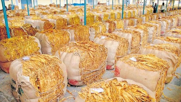 Centre permits sale of excess Flue Cured Virginia tobacco in Andhra Pradesh authorised by the Board