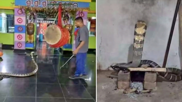 cobra Priest gets shock upon opening temple doors 12 foot cobra appears in the sanctum sanctorum cobra Priest gets shock upon opening temple doors 12 foot cobra appears in the sanctum sanctorum