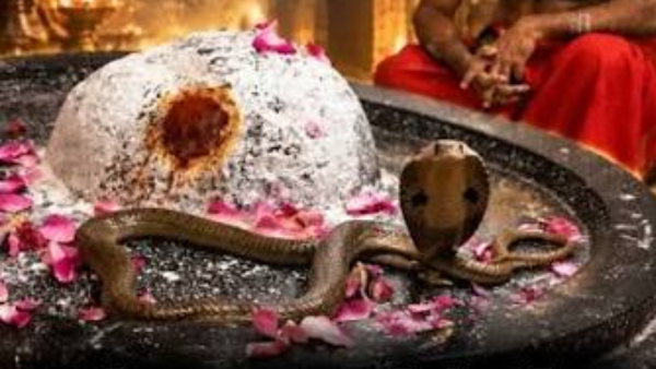 cobra at Siddheswara Temple A cobra daily coils around the Shivalingam at Siddheswara Temple in Hnk cobra at Siddheswara Temple A cobra daily coils around the Shivalingam at Siddheswara Temple in Hnk