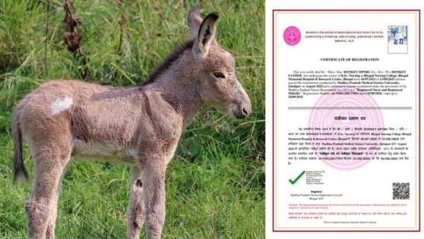 Madhya Pradesh Nursing Council Issues Provisional Registration Certificate to a Donkey in a Shocking Test