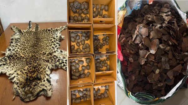 Nationwide Crackdown DRI Busts Wildlife Smuggling Racket Seizing Tiger Bones And Leopard Pelts Across India Nationwide Crackdown DRI Busts Wildlife Smuggling Racket Seizing Tiger Bones And Leopard Pelts Across India