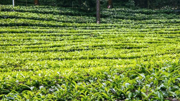 El Nino Devastates Nilgiris Tea Estates Green Leaf Yield Drops 60 Throwing Thousands into Financial Distress