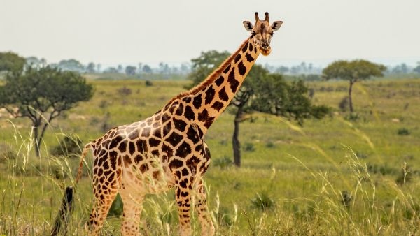 The Amazing Anatomy of Giraffe Heart Blood Pressure 20-Inch Tongue and Wild Survival Secrets
