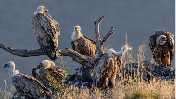 Griffon Vultures Return To Bulgaria After 60 Years Following A Decade Long Reintroduction Programme